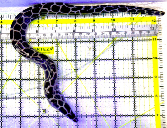 Tessellata Eel TE031701 WYSIWYG Size: M 12" approx