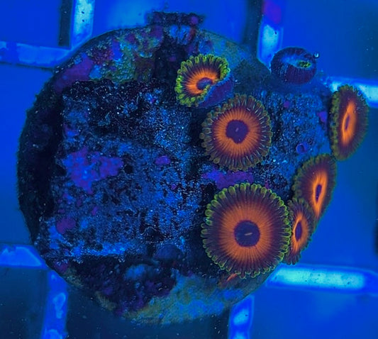 Aquacultured Zoanthids/Playthoa AZP031804 WYSIWYG