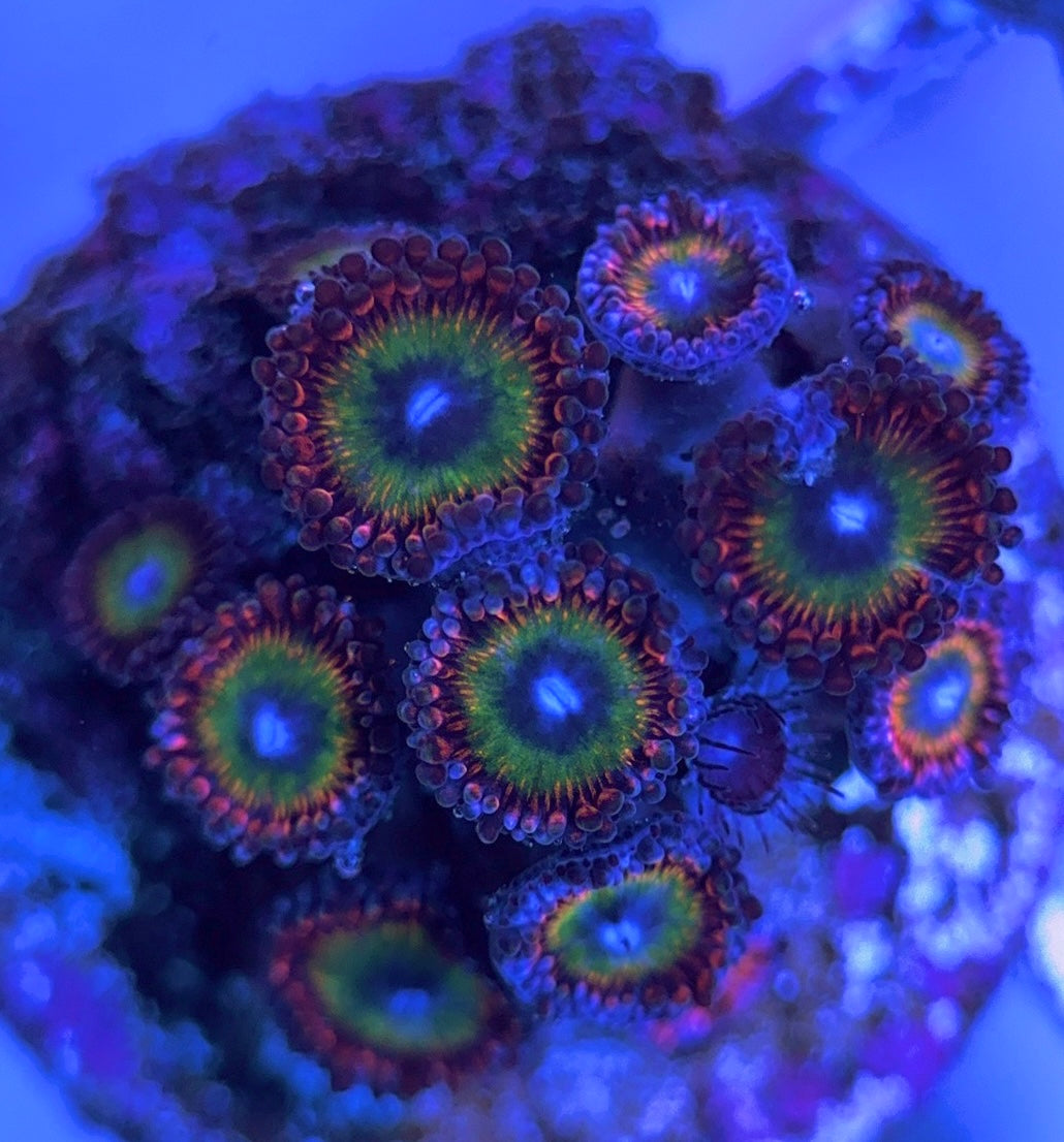 Aquacultured Zoanthids/Playthoa AZP031609 WYSIWYG