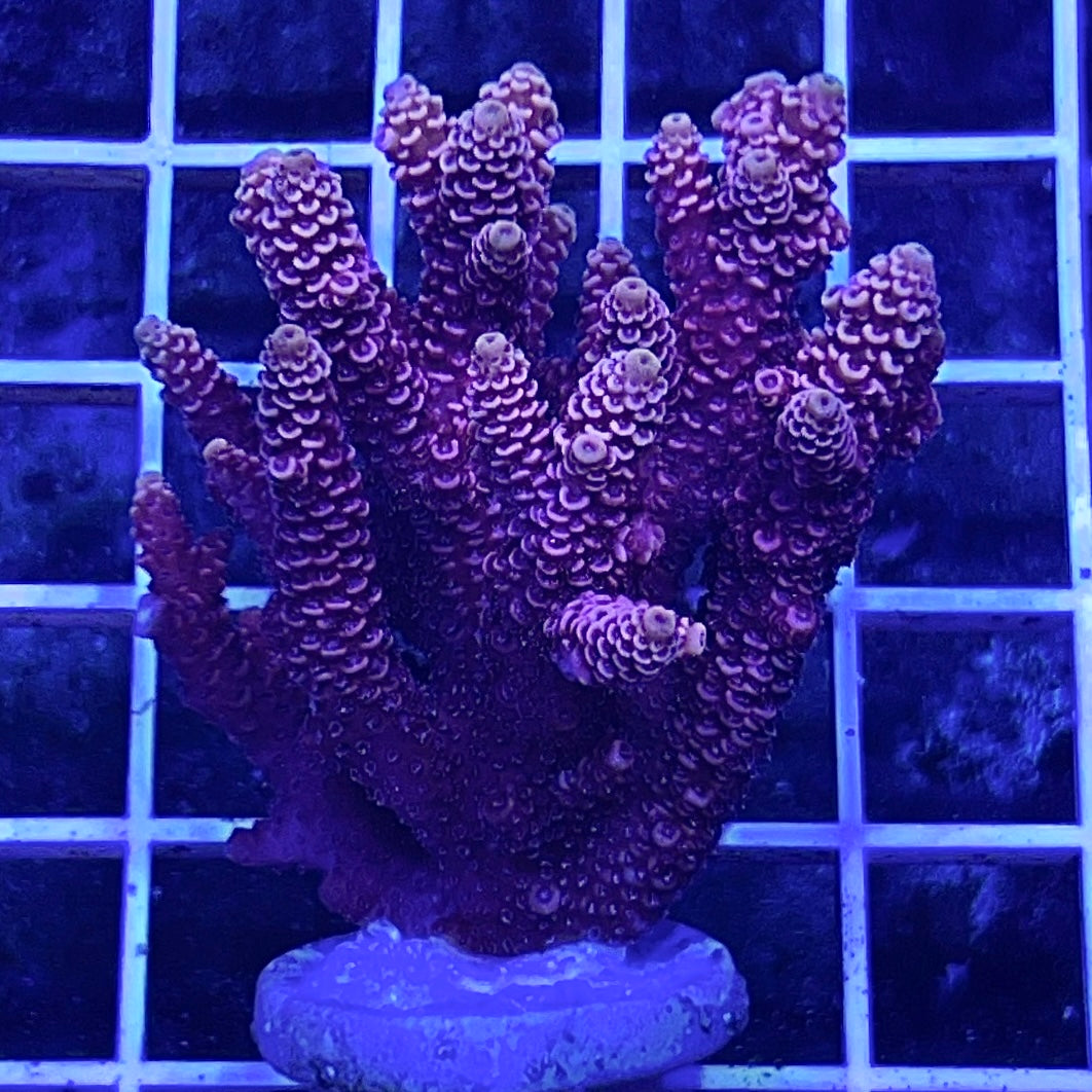 Assorted Aussie Ultra Hot Acropora Frag (Large)