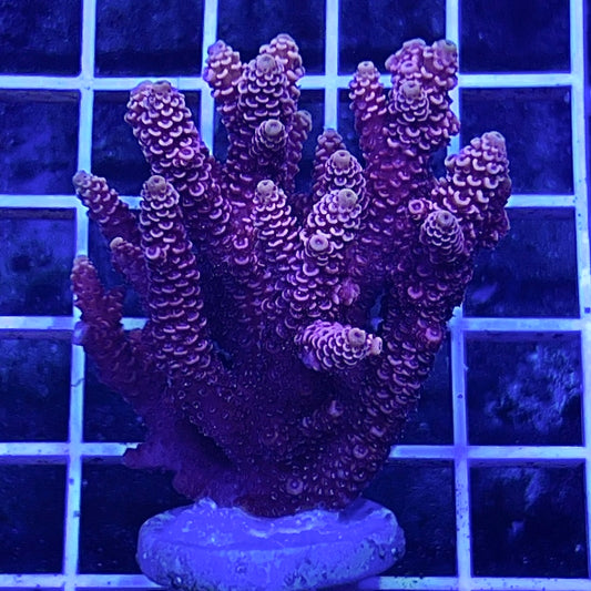 Assorted Aussie Ultra Hot Acropora Frag (Large)