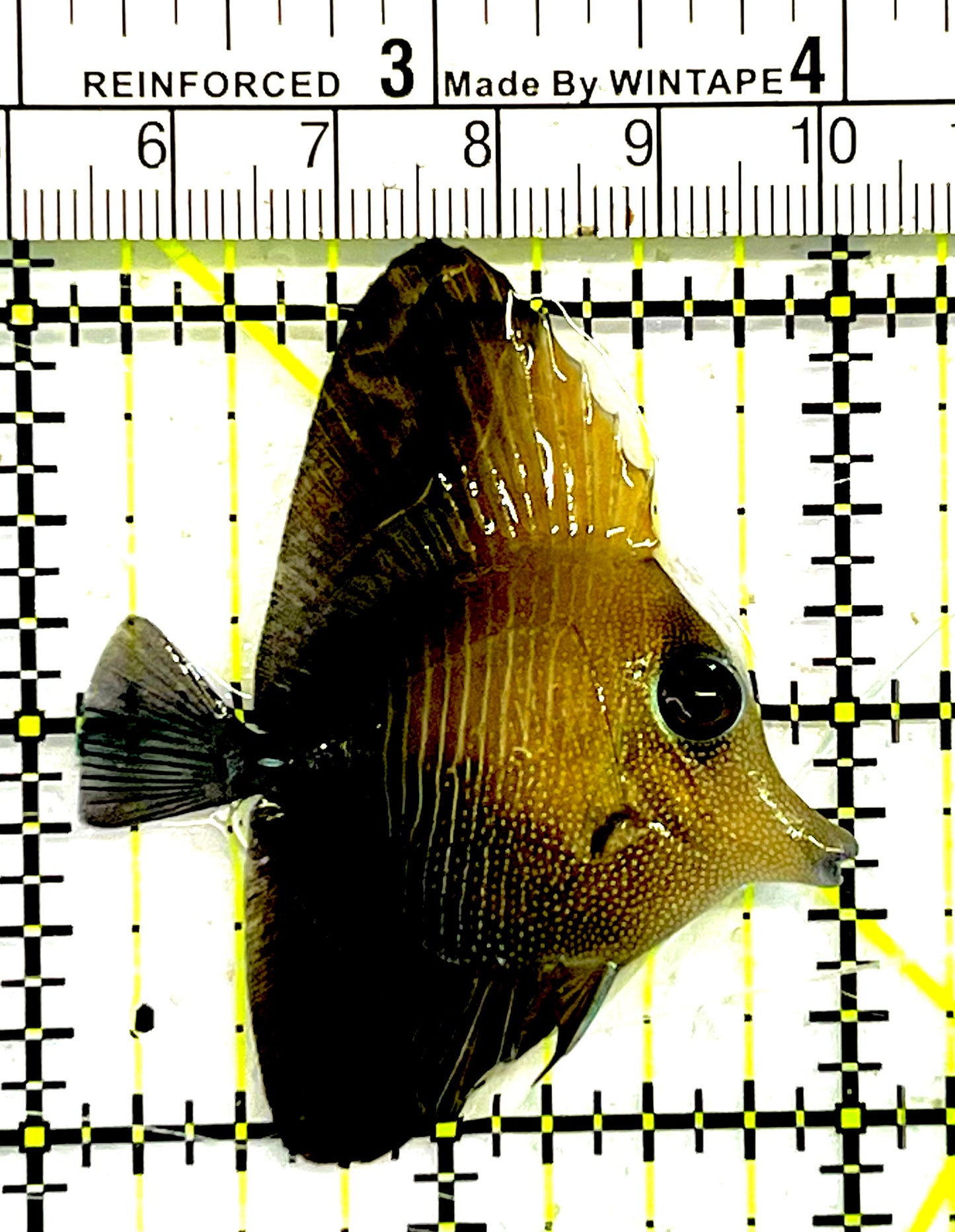 Scopas Tang ST032101 WYSIWYG Size: S 2" approx