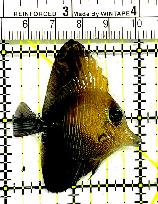 Scopas Tang ST032101 WYSIWYG Size: S 2" approx