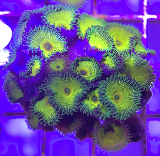 Aquacultured Zoanthids/Playthoa AZP031303 WYSIWYG