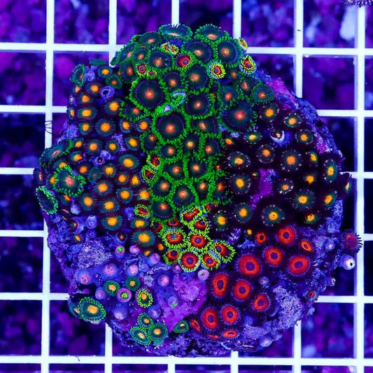 Indo Zoa Mini Reef (Cultured) IZMR022704 WYSIWYG