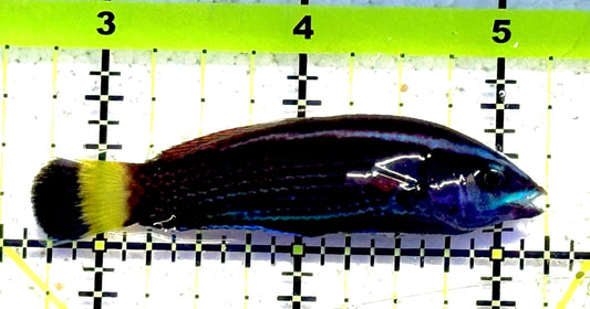 Chiseltooth Wrasse Juvenile CWJ032102 WYSIWYG Size: S 2.25" approx