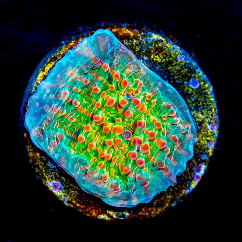 Aquacultured Ultra Sherbet Chalice Size: M 0.5" to 0.75" Frag