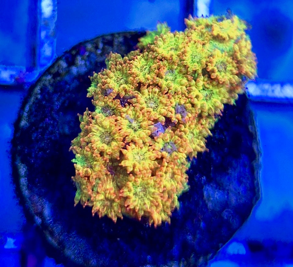 Laffy Taffy Goniopora Minor (Aquacultured) Size: M 0.5" to 1" Approx - Violet Aquarium 