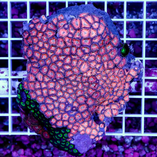 Ultra Aussie Big Pink Gold Palythoa Mother Colony UABPGPMC022701 WYSIWYG