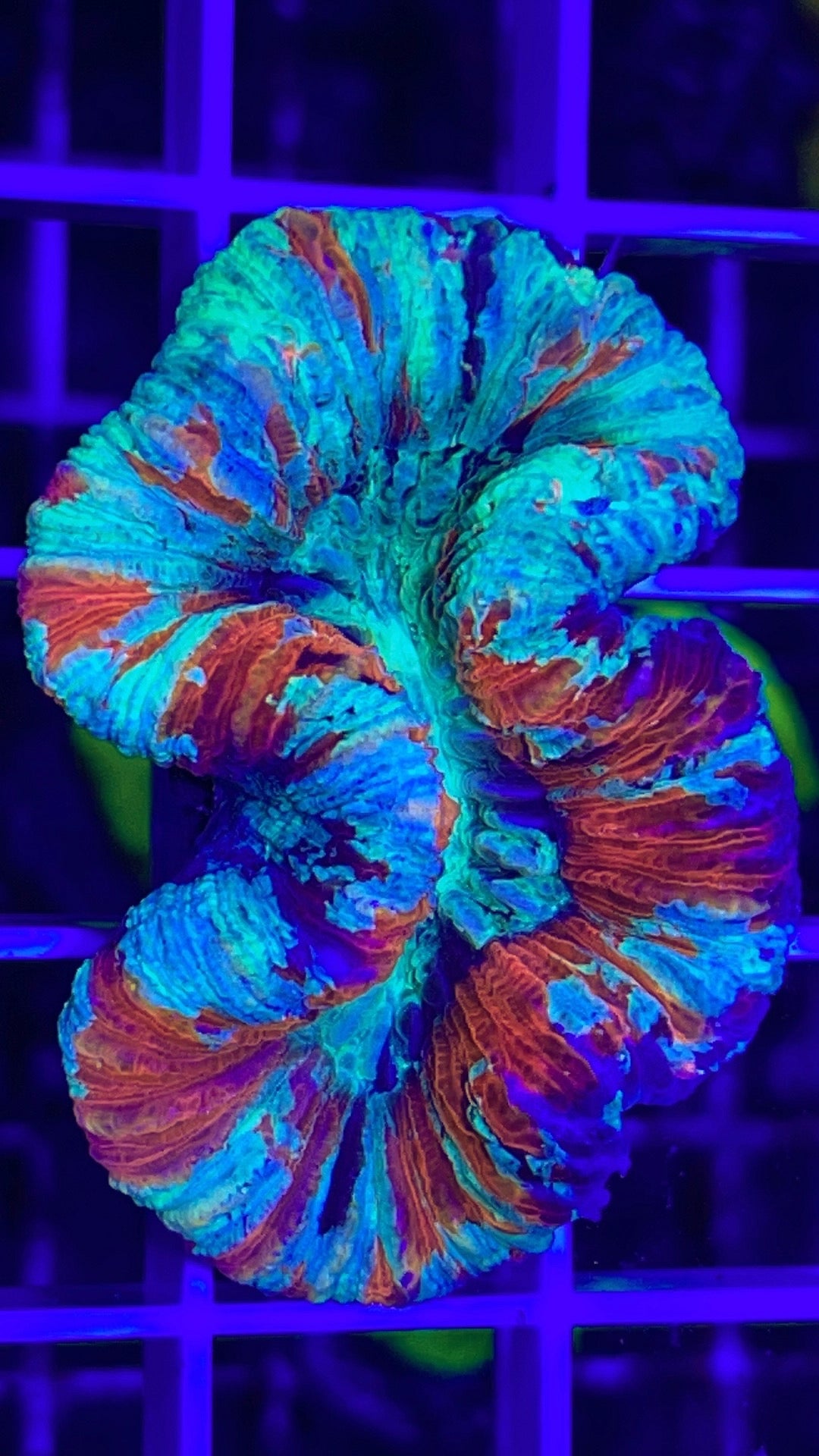 Indo Ultra Trachyphyllia