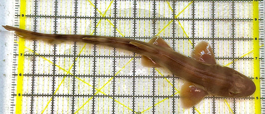 Grey Bamboo Shark GBS032701 WYSIWYG Size: SHOW /XXL 13" approx