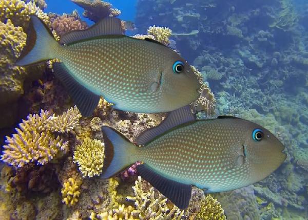 Masked Triggerfish Pair of Bluethroat Triggerfish (Reefsafe) Female: 3