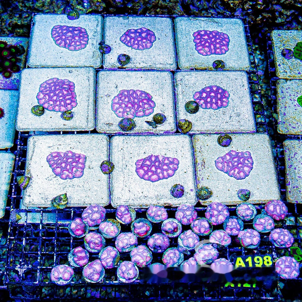 Brain-Freeze Favia Frag (Aquacultured) Size: M 0.5" to 0.75" Approx Frag