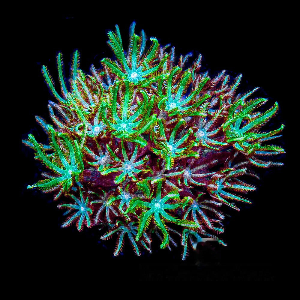 Wave Blaster Pipe Organ Frag (Aquacultured) Size: M 0.75" to 1" Approx Frag