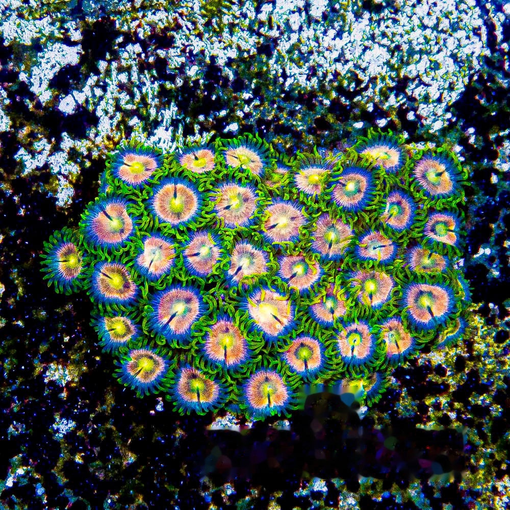 Aquacultured Pink Bliss Zoanthid Frag (4+Polyp Average) Size: M 0.75” to 1” Frag