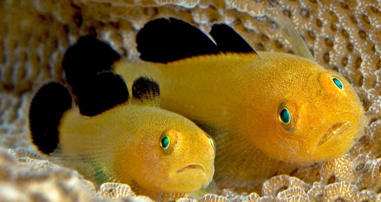 Panda Goby