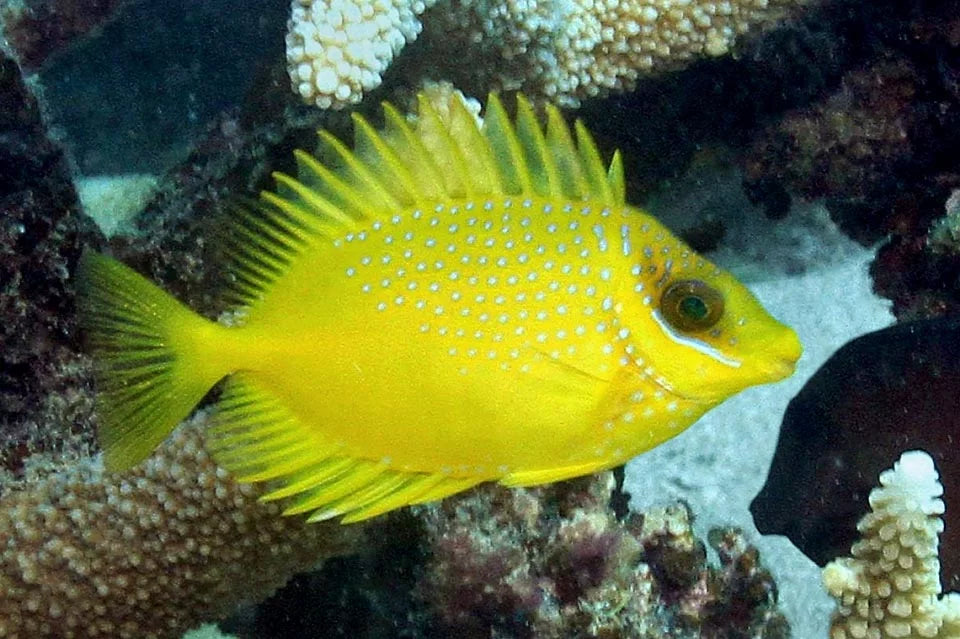 Blue Spotted Golden Rabbitfish Size : M 3" to 4"
