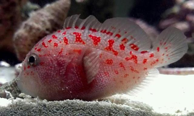 Madagascar Gumdrop Coral Croucher Goby