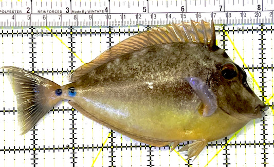 Unicorn Tang UT032001 WYSIWYG Size: XL 6.75" approx