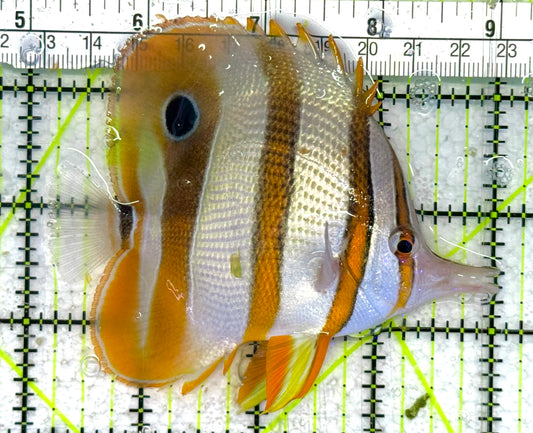 Copperband Butterflyfish CB033104 WYSIWYG Size: ML 4" approx