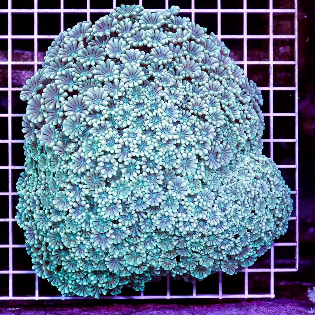 Aussie Ultra Alveopora Size: M 0.75" to 1" - Violet Aquarium 