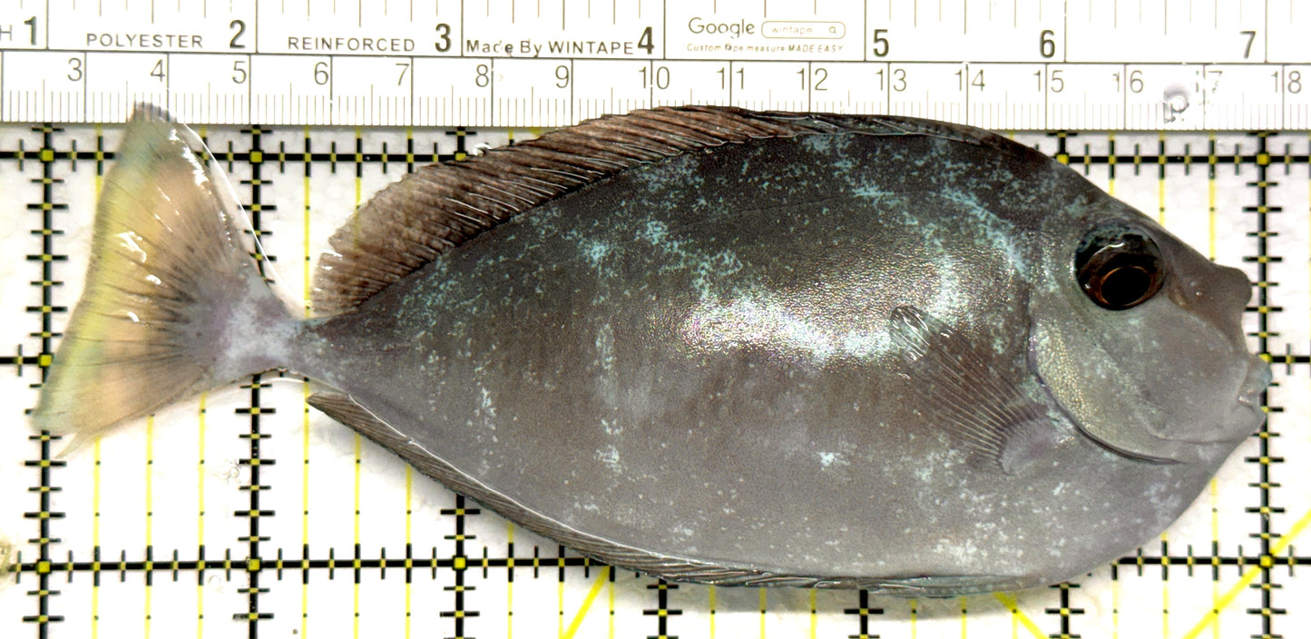 Unicorn Tang UT102801 WYSIWYG Size: L 6" approx