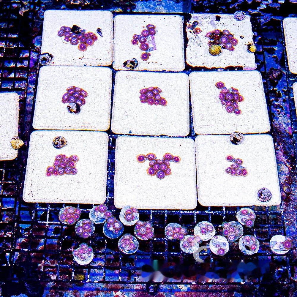 Aquacultured Plasma Cutter Zoanthid Frag (4+ Polyp Average) Size: M 0.75” to 1” Frag