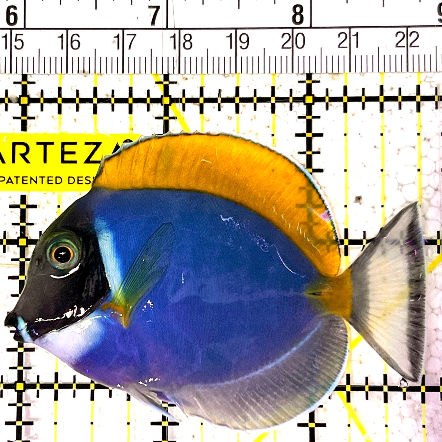 Powder Blue Tang (Maldives) PBT031703 WYSIWYG Size: S 2.75" approx