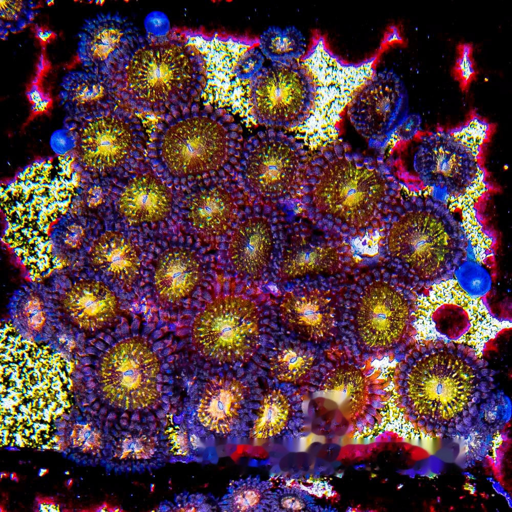 Aquacultured Pandora Zoanthid Frag (4+ Polyp Average) Size: M 0.75” to 1” Frag