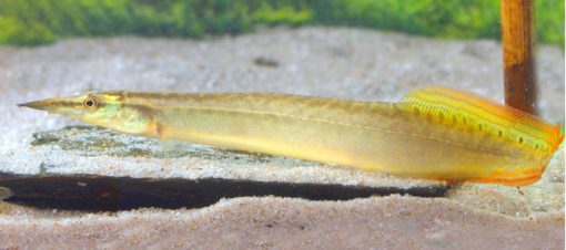 Yellow Tail Eel