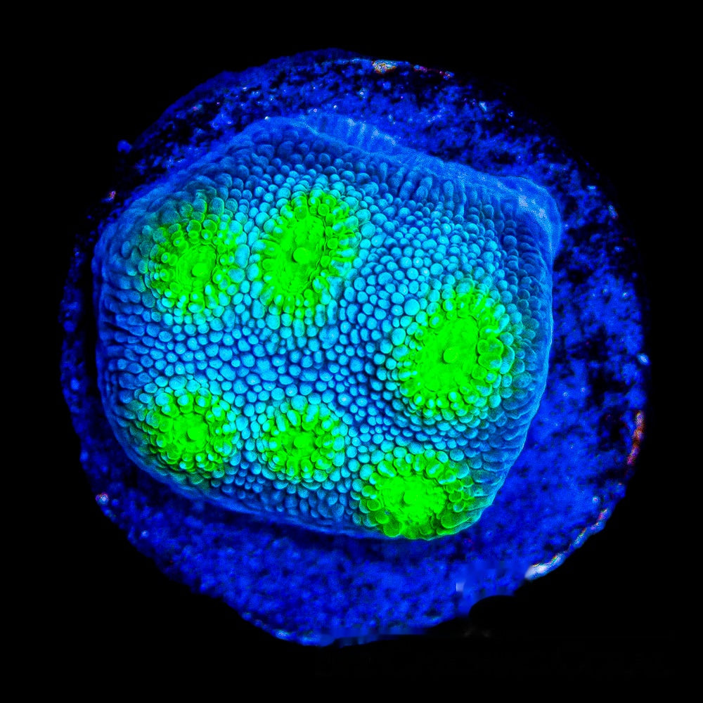 Coastal Breeze Chalice Frag (Aquacultured) Size: M 0.75" to 1" Approx Frag