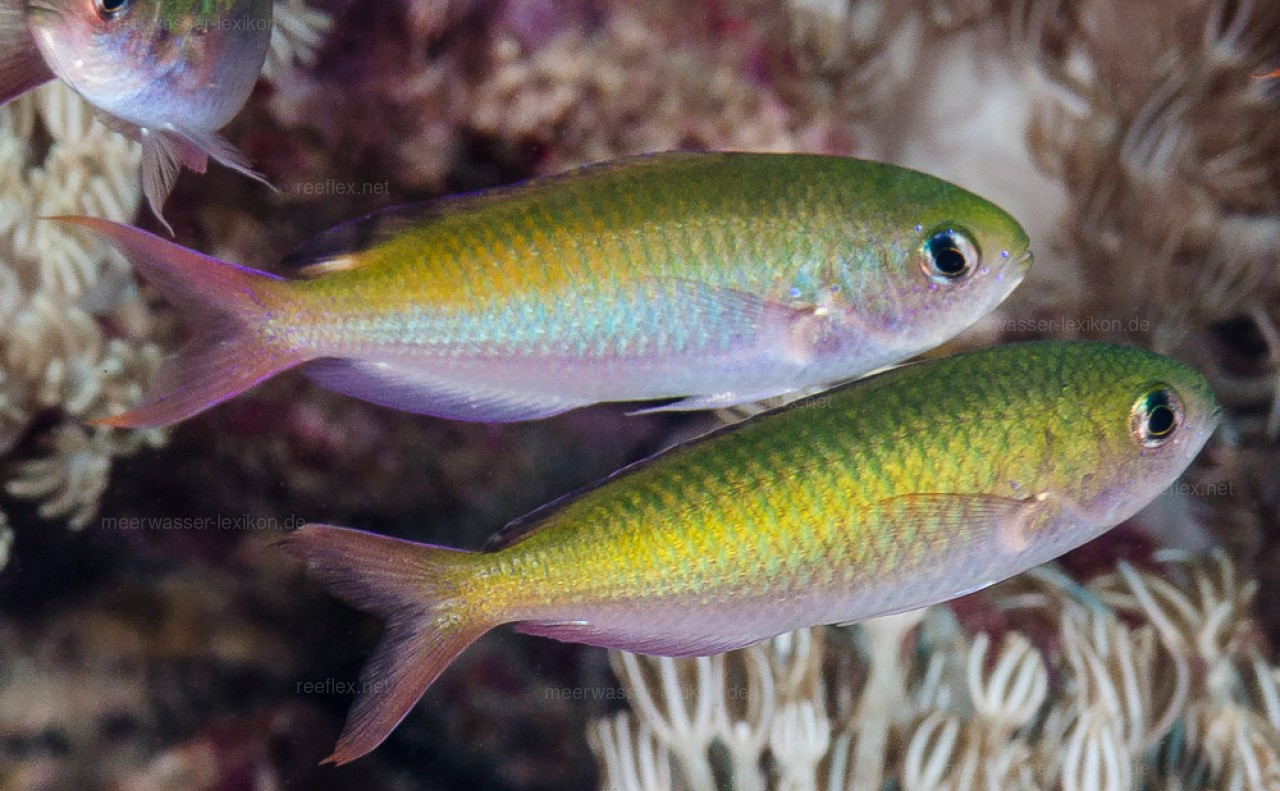 Fusilier Chromis