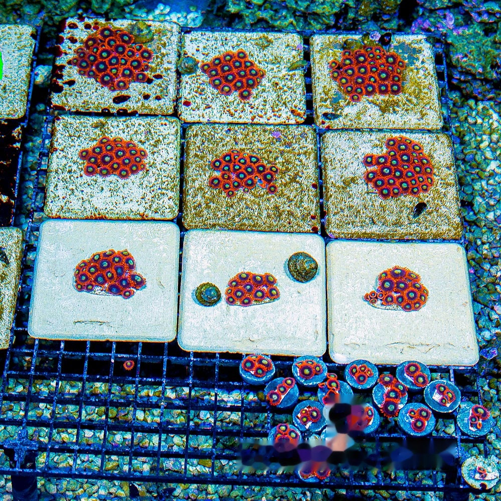 Burning Suns Zoanthid Frag (4+ Polyp Average, Aquacultured) Size: M 0.75” to 1” Approx Frag