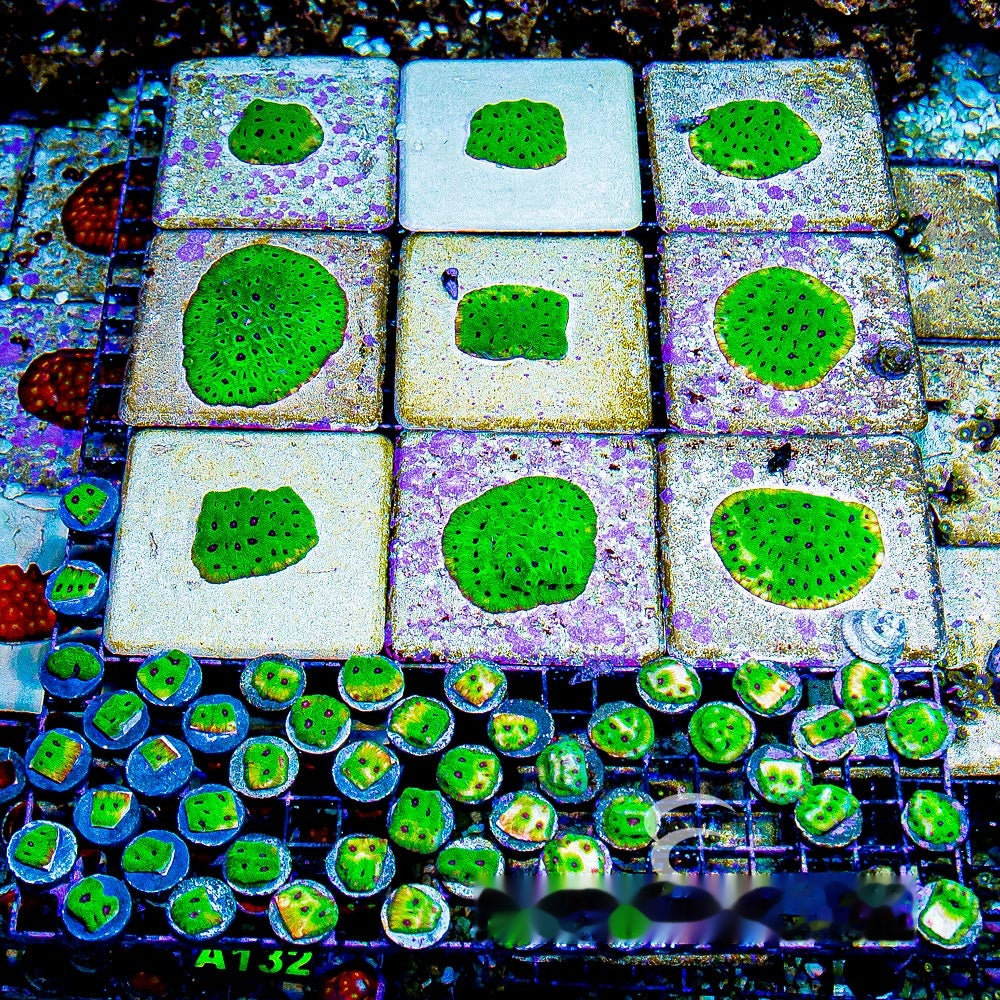 Purple Passion Favia (Aquacultured) Size: L 2" to 3" Approx Frag