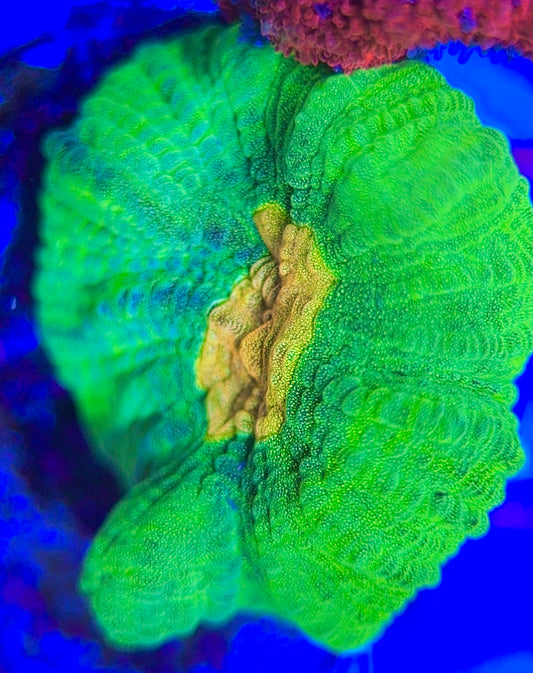 Space Invader Pectinia (Aquacultured) SIP031302 WYSIWYG