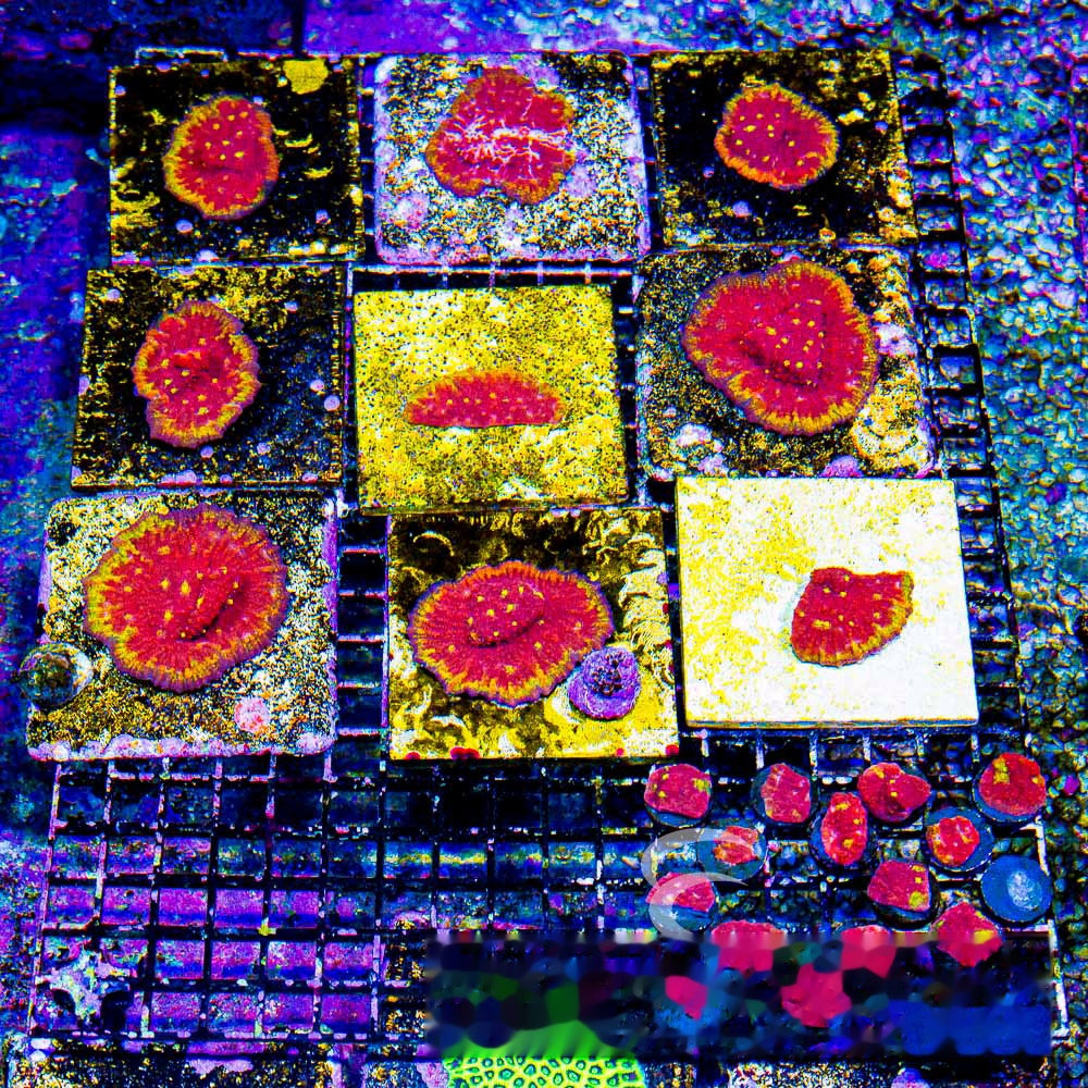 Golden Flame Chalice Frag (Aquacultured) Size: M 0.5" to 0.75" Approx Frag