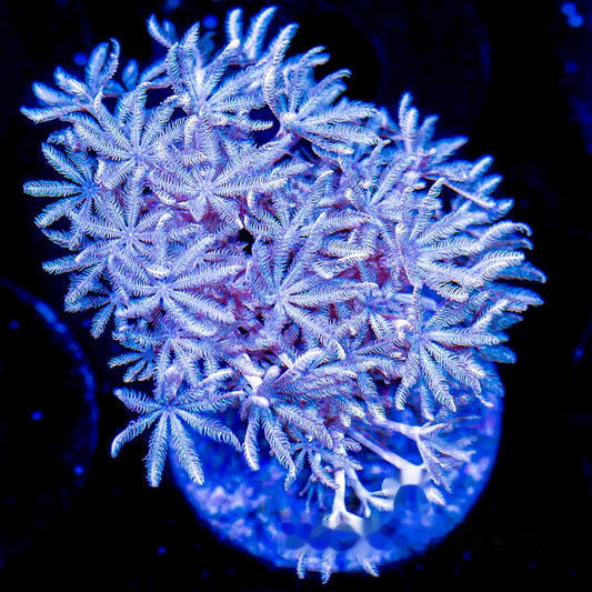 Pulsing Xenia Big Frag (Aquacultured) Size: M 0.75” to 1” Approx Frag