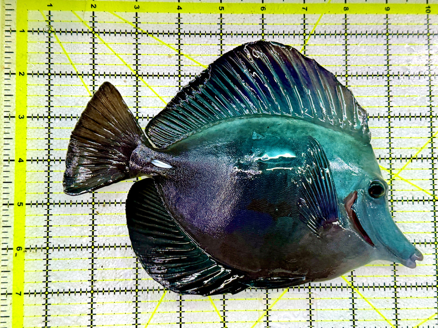 Black Tang  WYSIWYG BLK082001 Size: XXL show 10" Approx