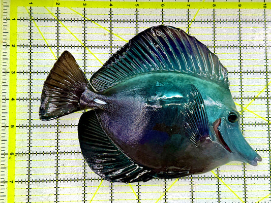 Black Tang  WYSIWYG BLK082001 Size: XXL show 10" Approx