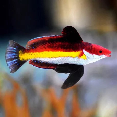 Naoko's Fairy Wrasse Size: Tiny 1" or Below - Violet Aquarium 