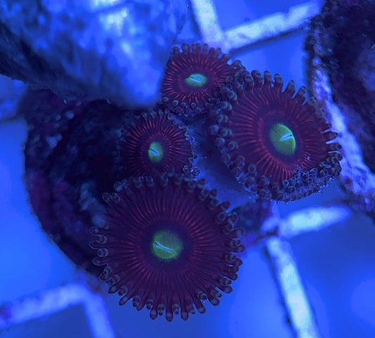 Aquacultured Zoanthids/Playthoa AZP031605 WYSIWYG