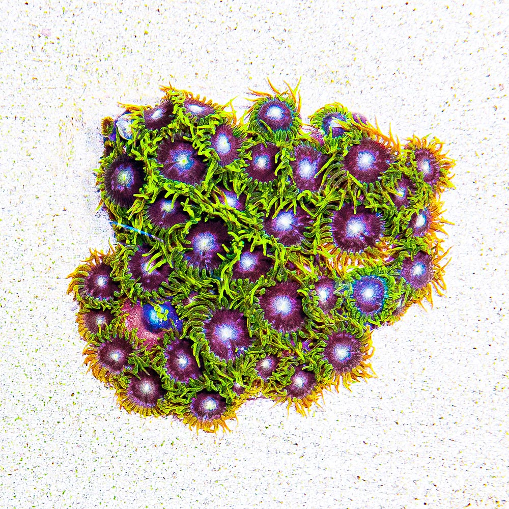 Aquacultured Starfighter Zoanthid Frag (4+ Polyp Average) Size: M 0.75” to 1” Frag