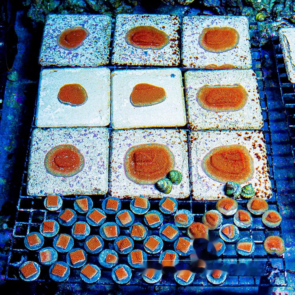 Twisted Metal Stylocoeniella Frag (Aquacultured) Size: M 0.75" to 1" Approx Frag