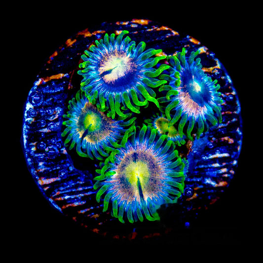 Aquacultured Pink Bliss Zoanthid Frag (4+Polyp Average) Size: M 0.75” to 1” Frag