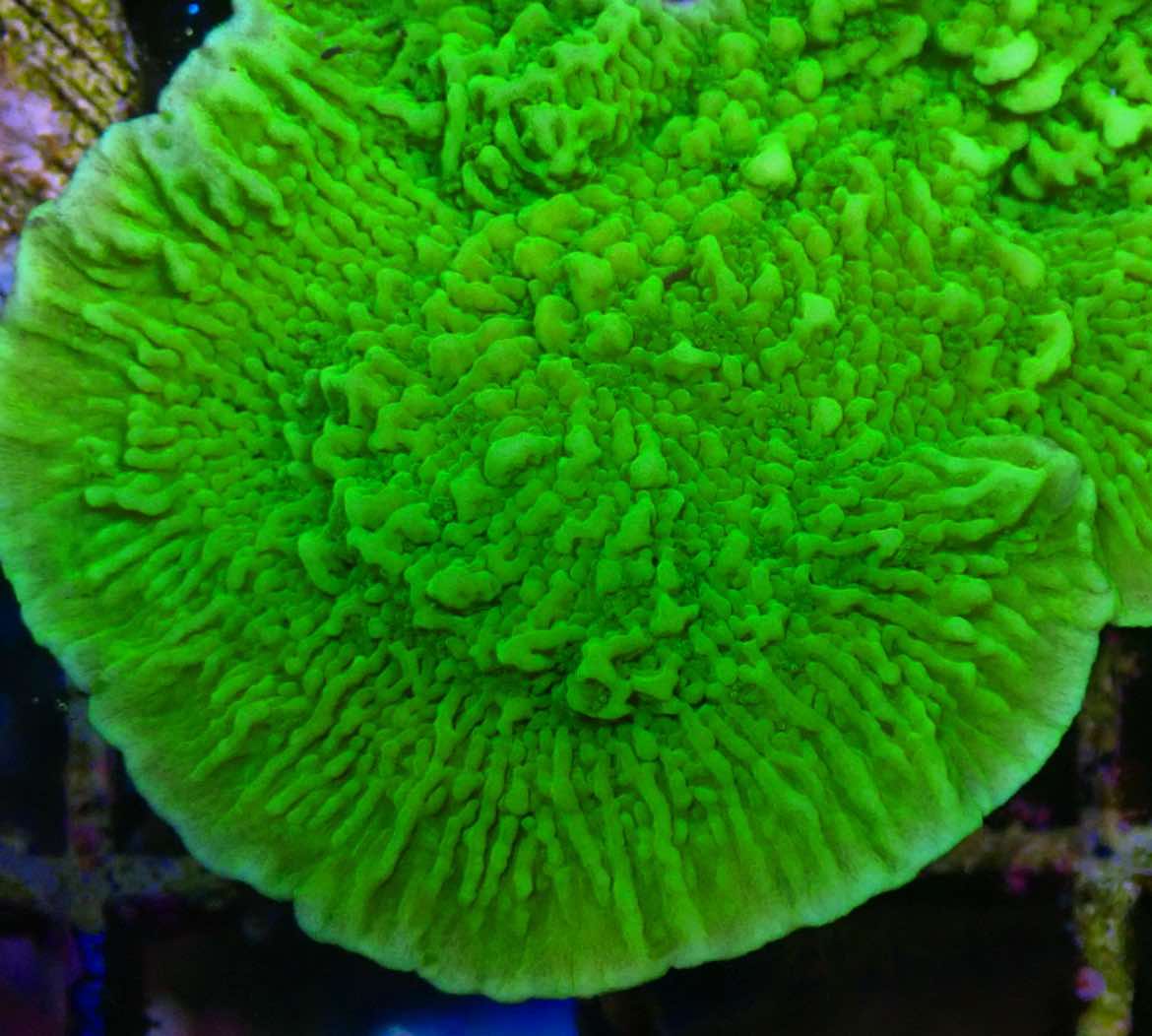 Green Montipora Assorted Size: M 0.75" to 1" Approx Frag - Violet Aquarium 