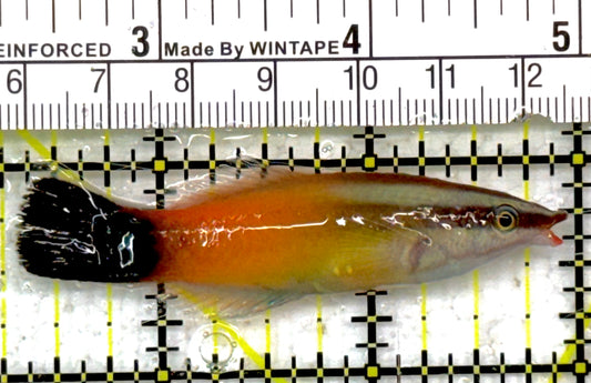 Rare Christmas Island Redlip Cleaner Wrasse RCIRCW040501 WYSIWYG Size: 2.75" approx