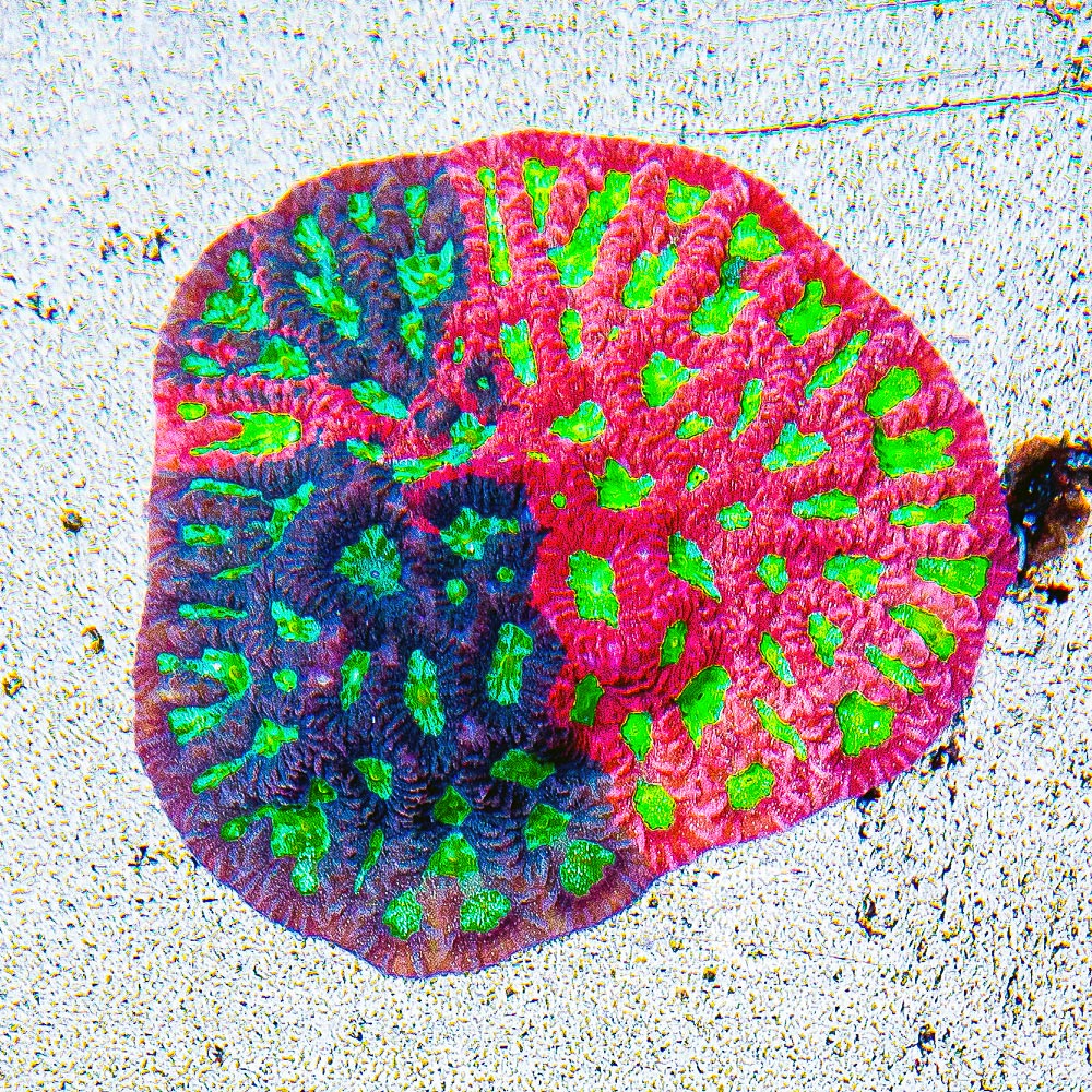 Red Dawn Favites Frag (Aquacultured) Size: M 0.75" to 1" Approx Frag