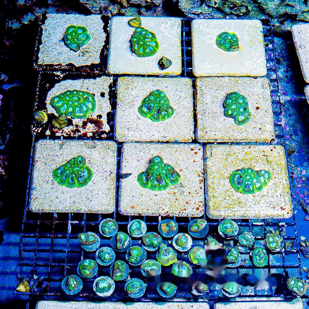 Electric Eyes Favia Frag (Aquacultured) Size: M 0.75" to 1" Approx Frag