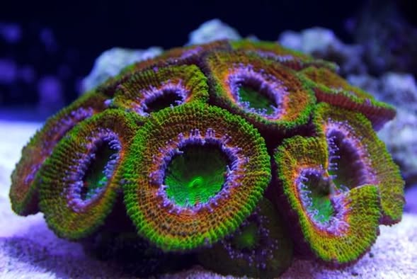 Ultra Hot Acan Lordhowensis - Violet Aquarium 