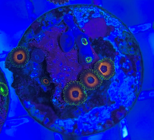 Aquacultured Zoanthids/Playthoa AZP031807 WYSIWYG